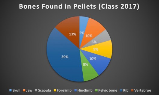Barn Owl - Types of Bones (2017 Class Data)