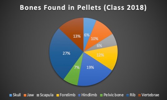 Barn owl - Types of Bones (Class 2018)