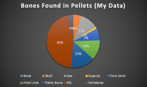 Barn Owl - Types of Bones (My Data)